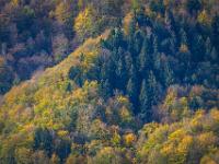 Herbstwald umgibt Tannenwald